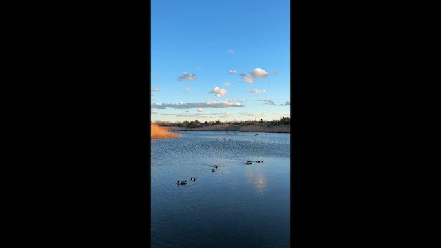 lžičák pestrý - ML647289697