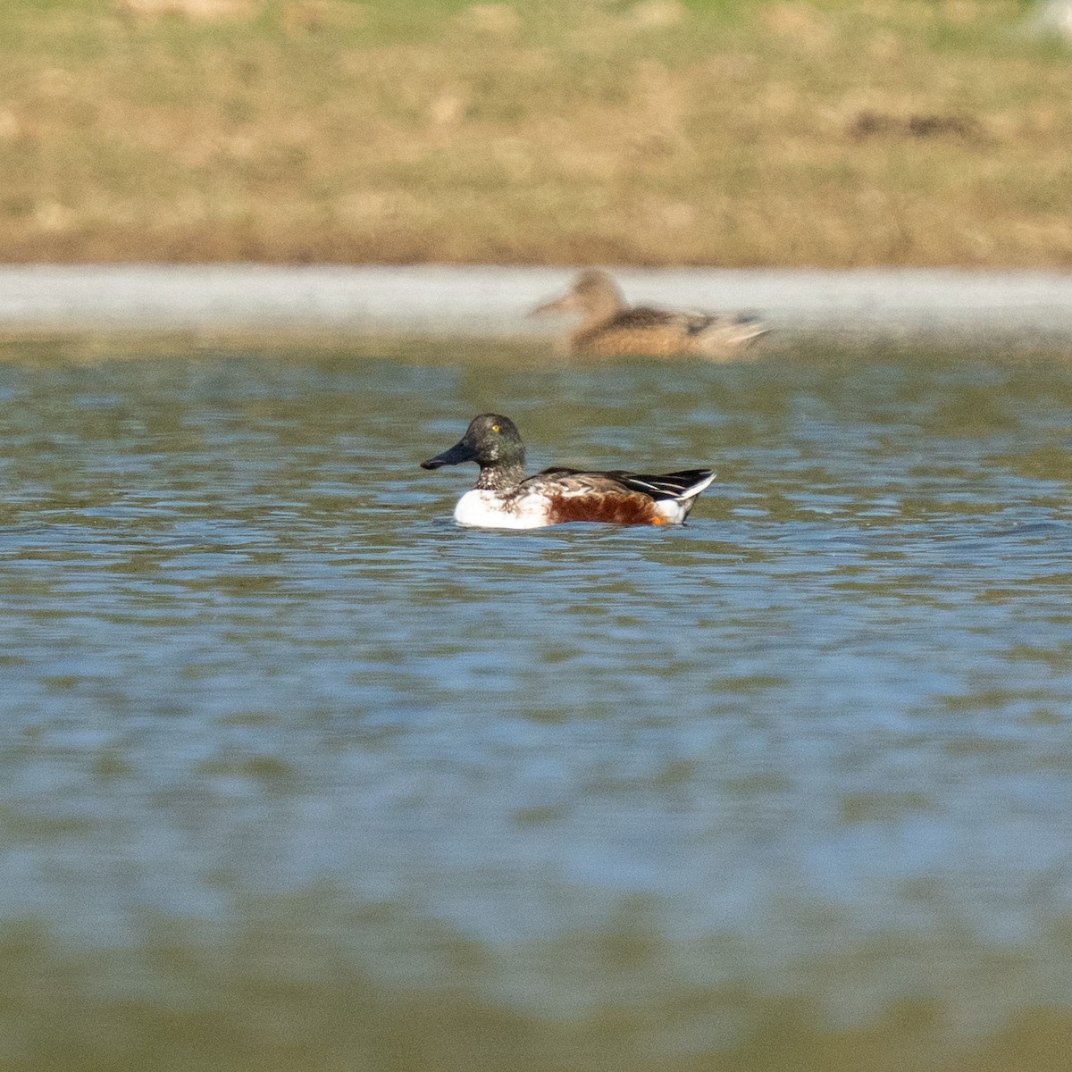 Mestolone - ML647289712