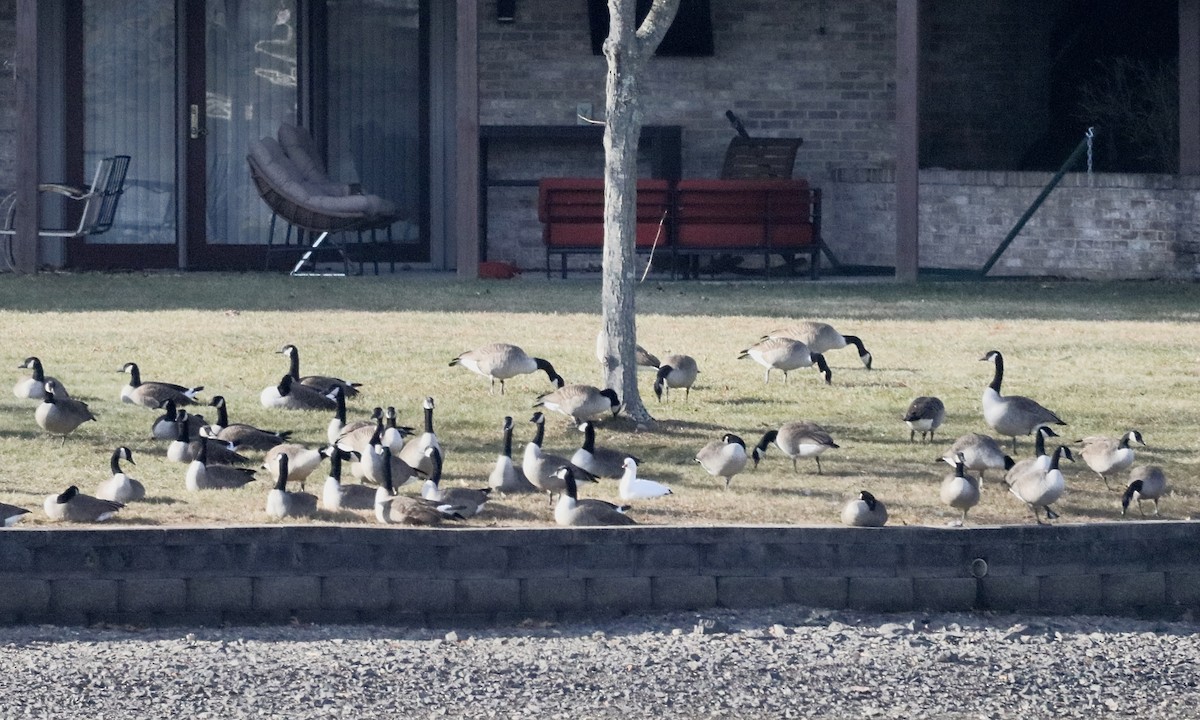 Snow Goose - ML647289757