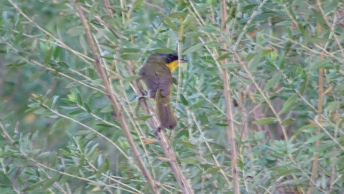 Southern Yellowthroat - ML647289760