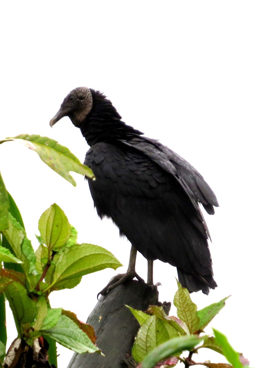 Black Vulture - ML647289768