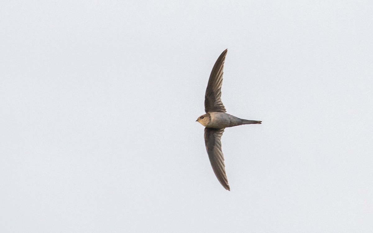 Asian Palm Swift - ML647289769