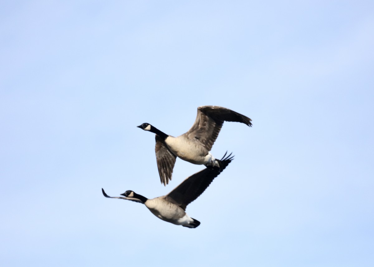 Canada Goose - ML647289772