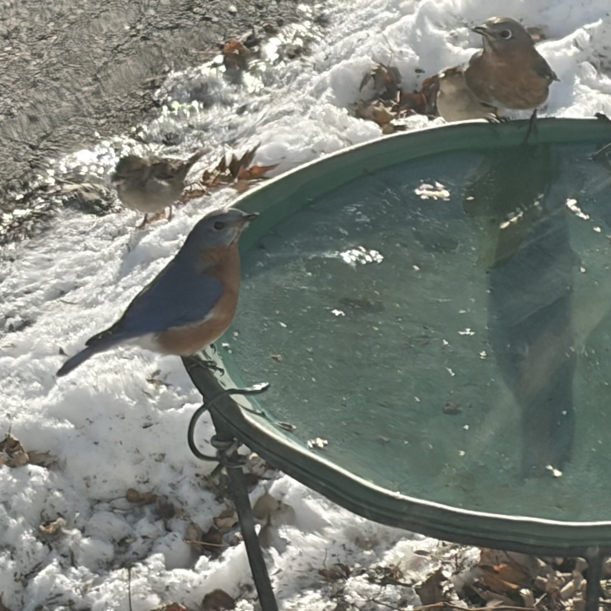 Azulejo Oriental - ML647289777