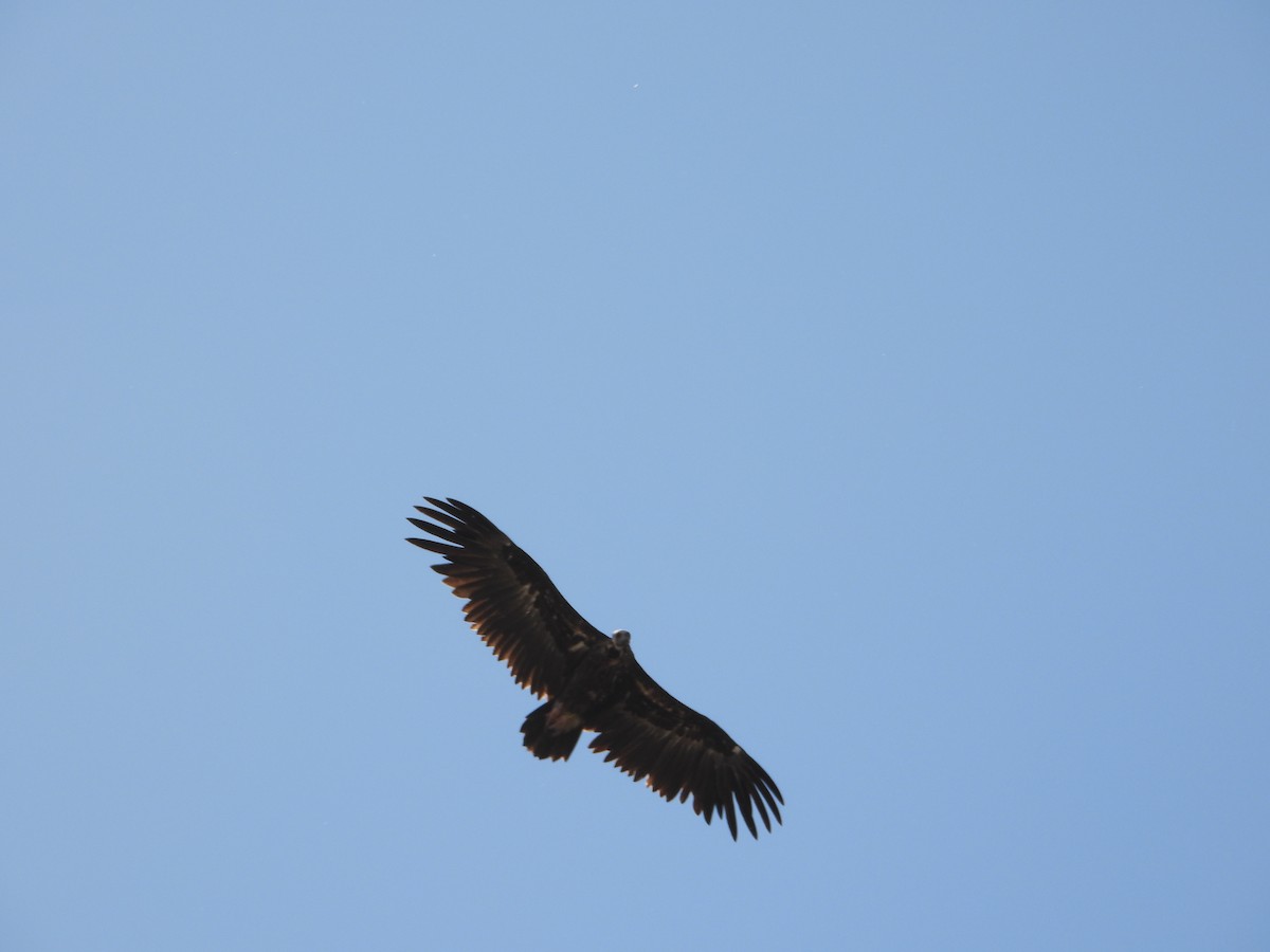 Sai beltza - ML647289780