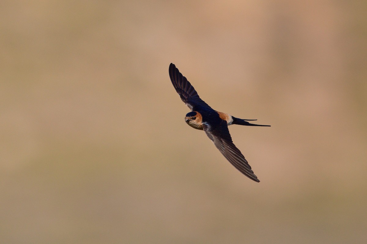 vlaštovka červenavá - ML647289787