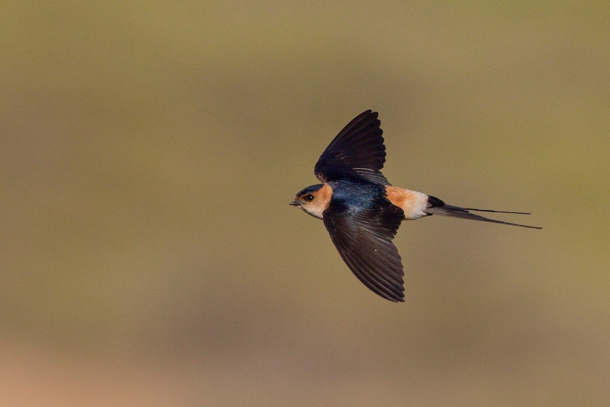 vlaštovka červenavá - ML647289788