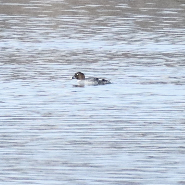 Common Goldeneye - ML647289794