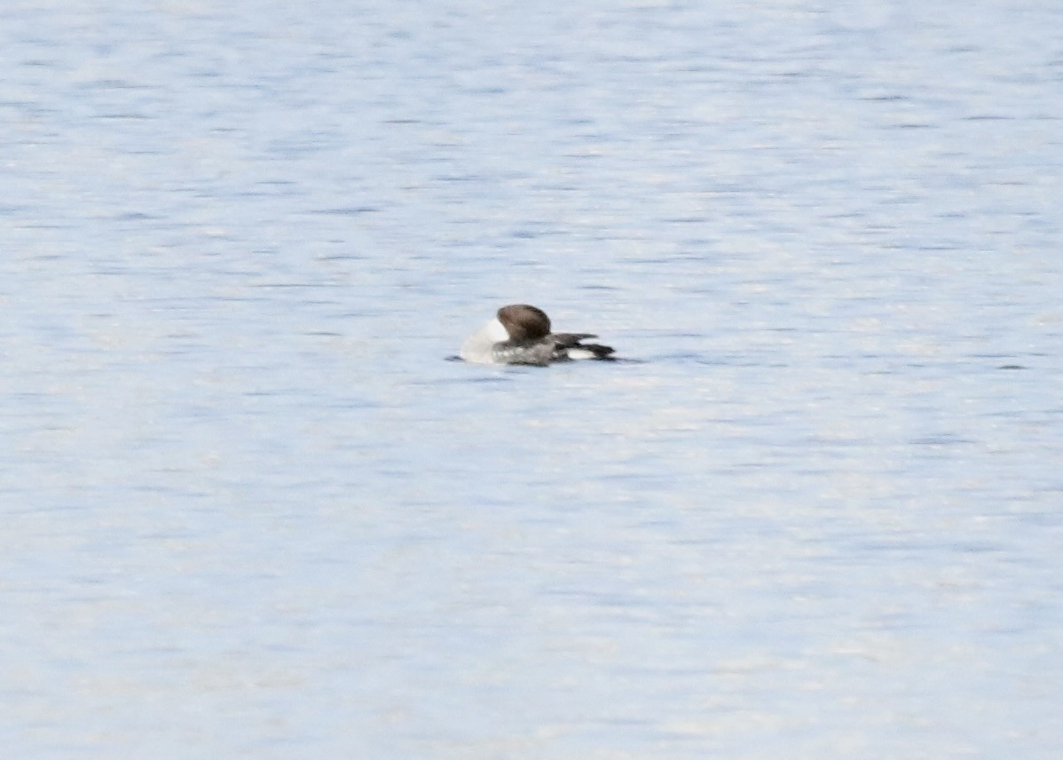 Common Goldeneye - ML647289795