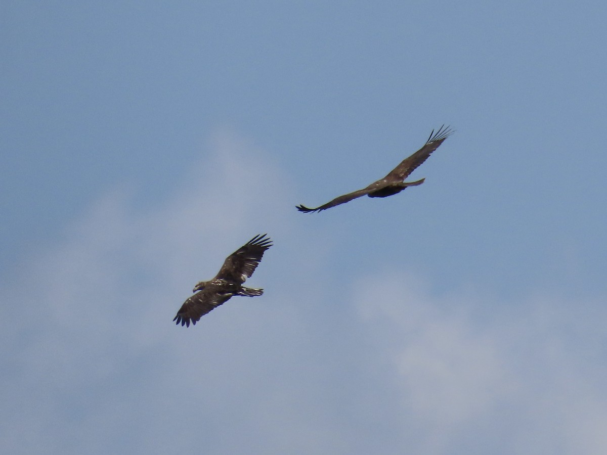 עיטם לבן-ראש - ML647289801