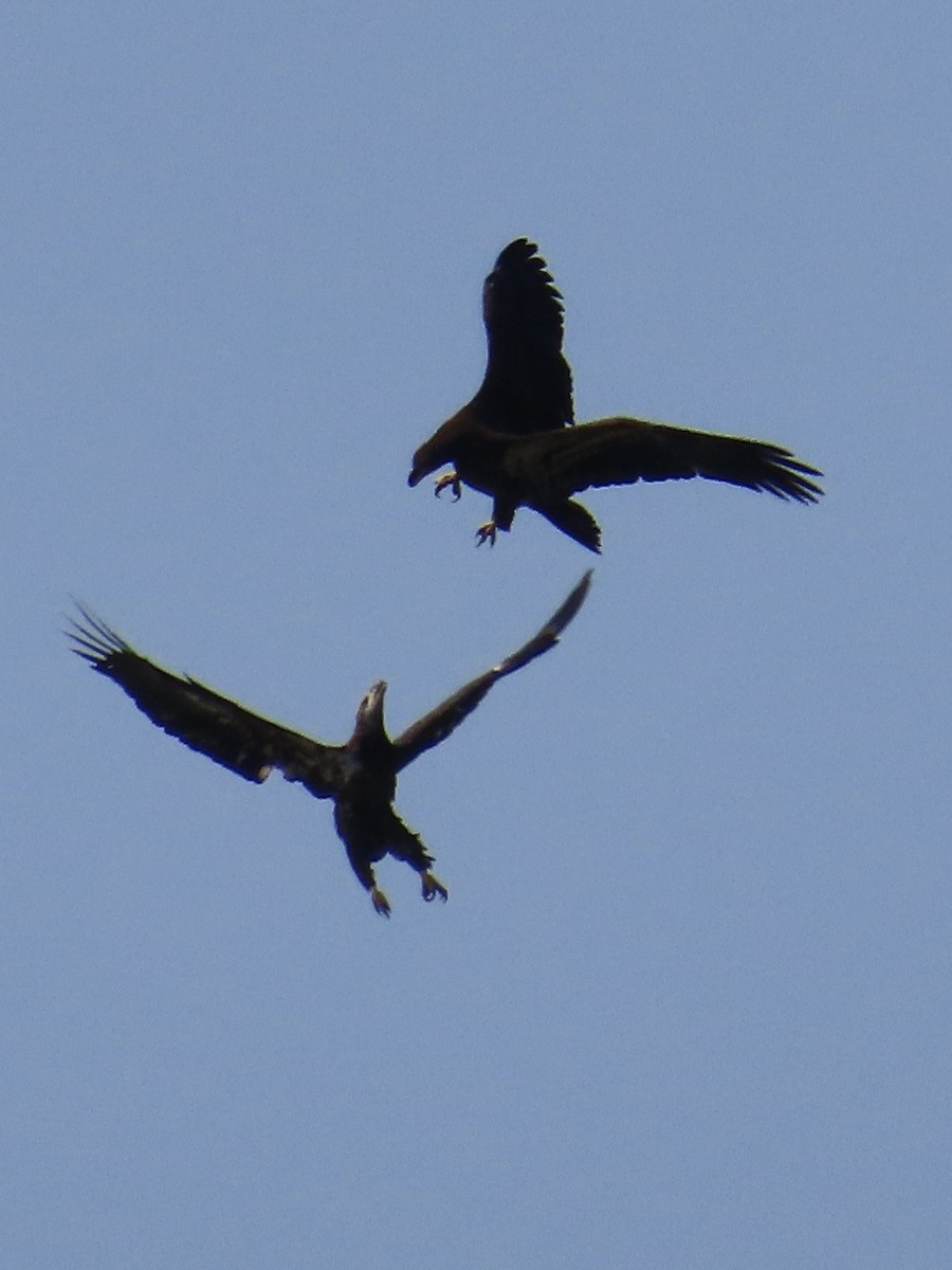 עיטם לבן-ראש - ML647289804