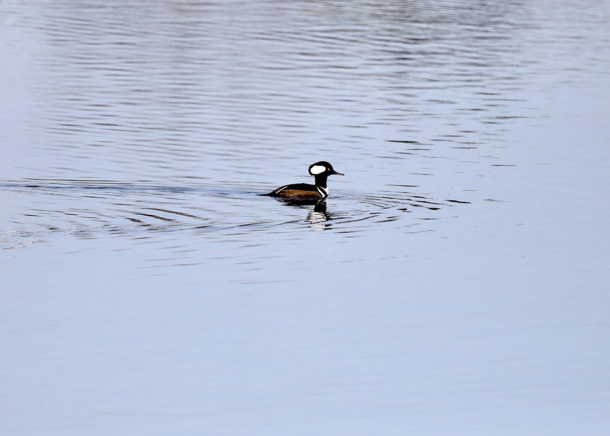 Hooded Merganser - ML647289807