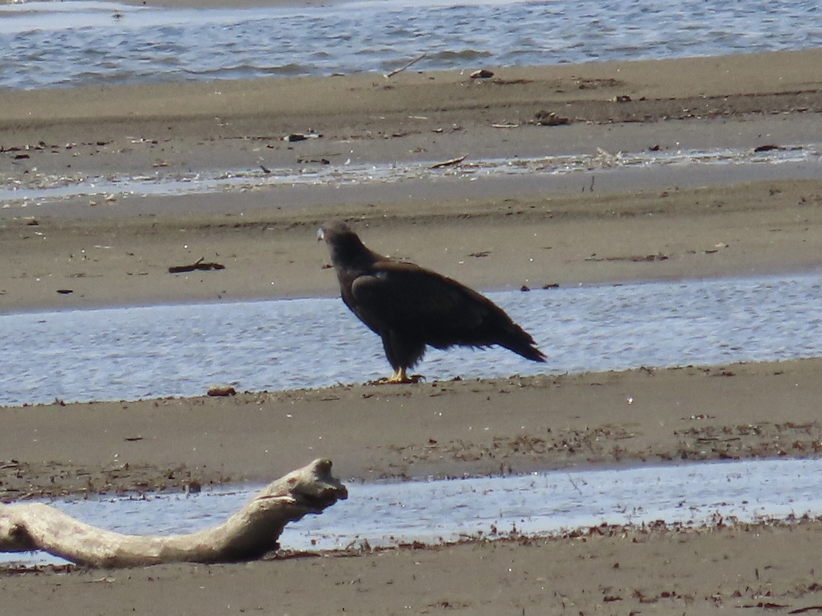 עיטם לבן-ראש - ML647289808