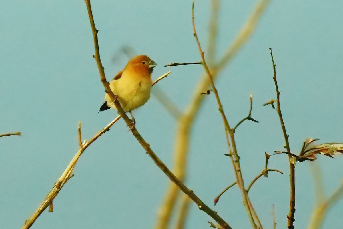 African Silverbill - ML647289811