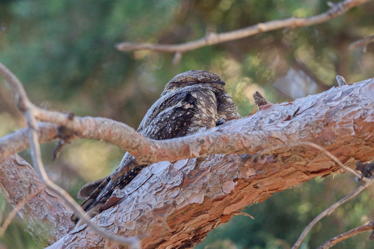 lelek lesní - ML647289812