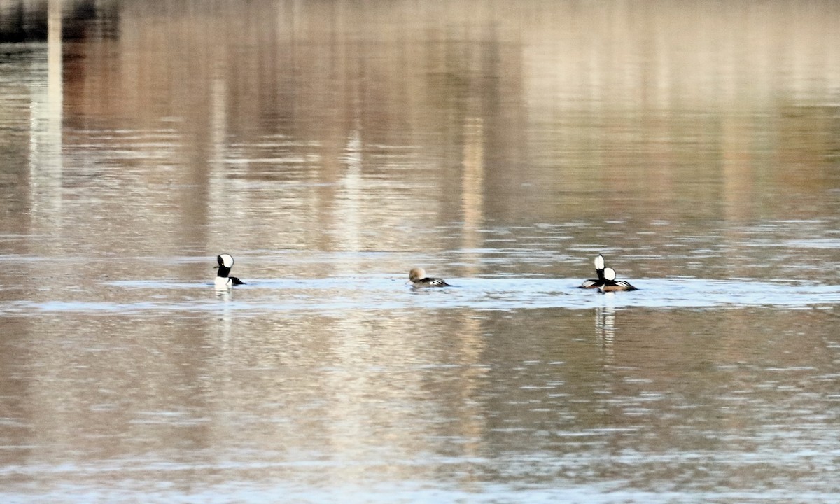Hooded Merganser - ML647289818
