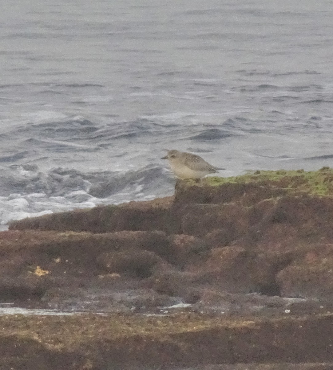 ダイゼン - ML647289821