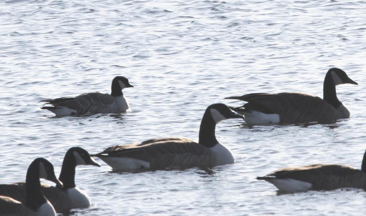 Cackling Goose - ML647289840