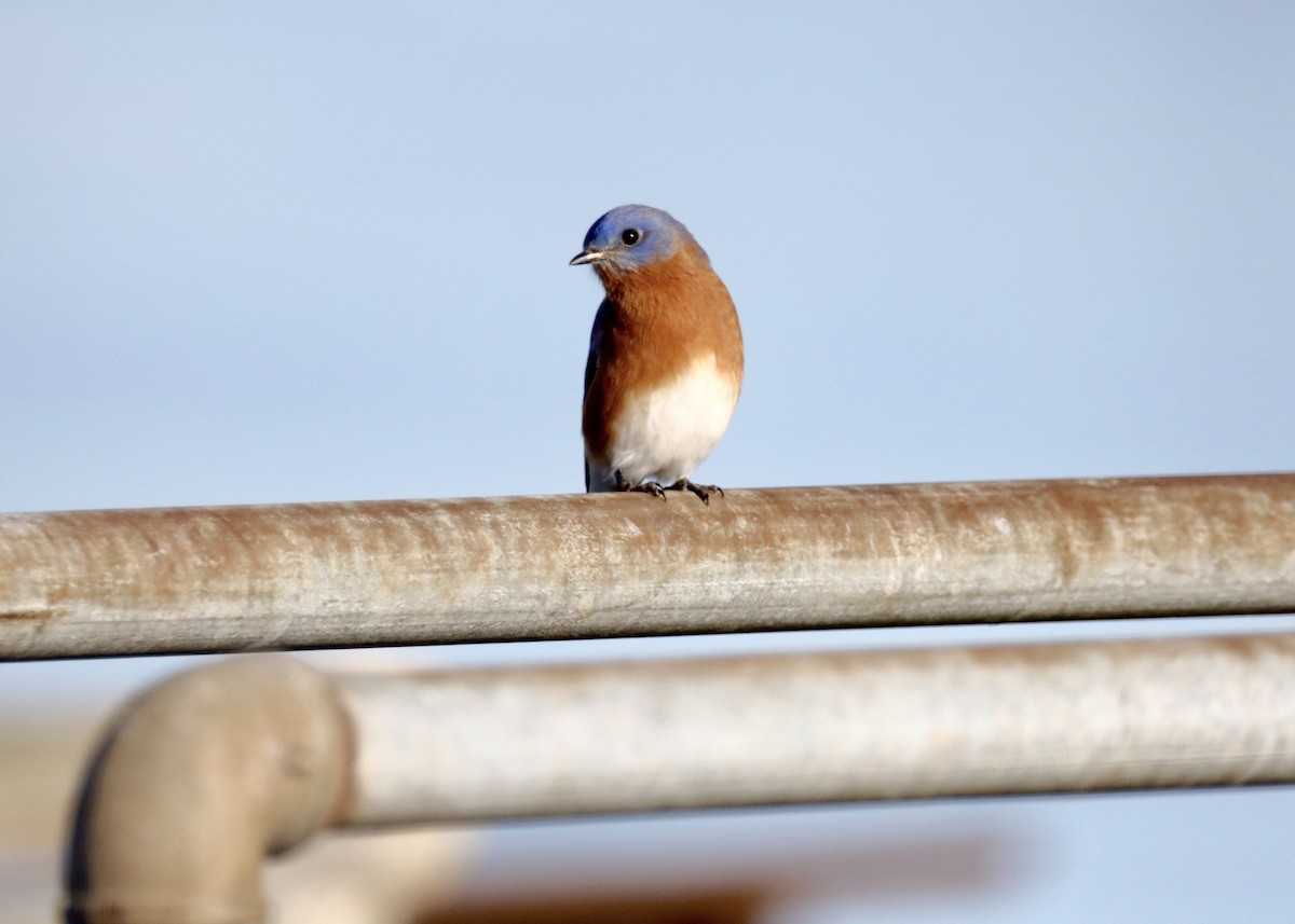 Блакитник східний - ML647289841