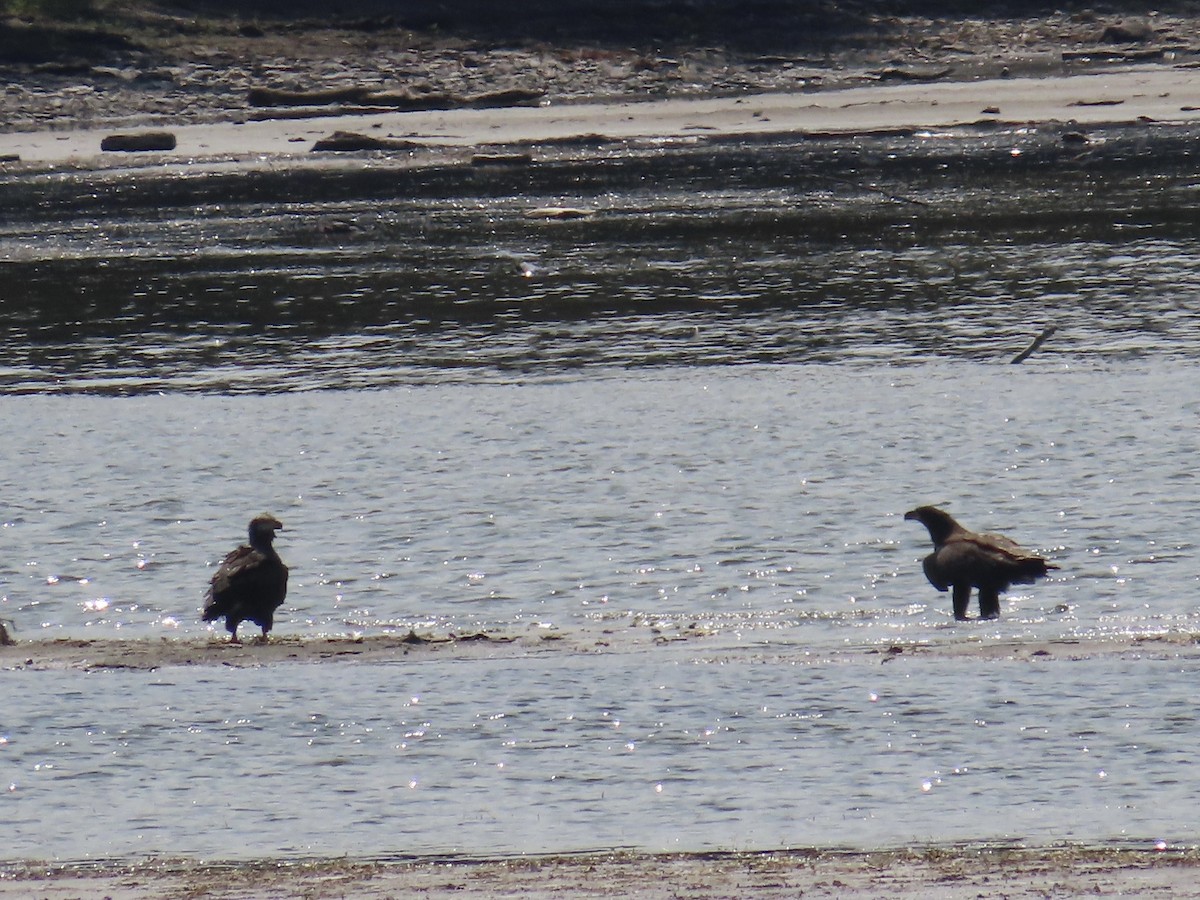 עיטם לבן-ראש - ML647289842