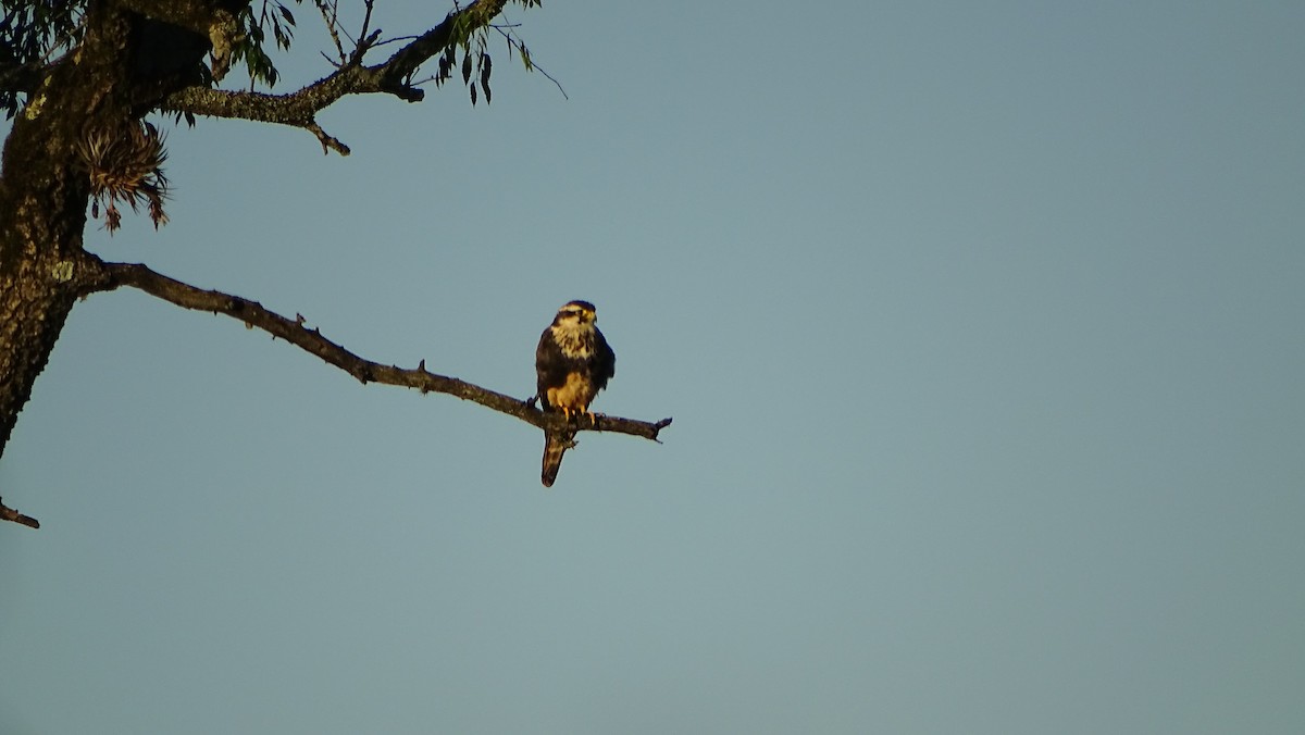 Aplomado Falcon - ML647289844