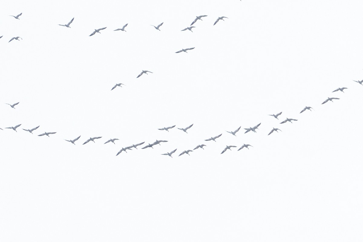 Гуска біла - ML647289847