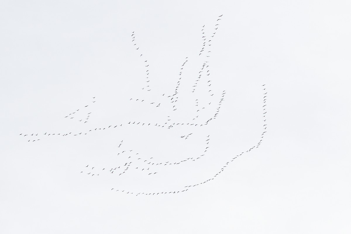 Гуска біла - ML647289848