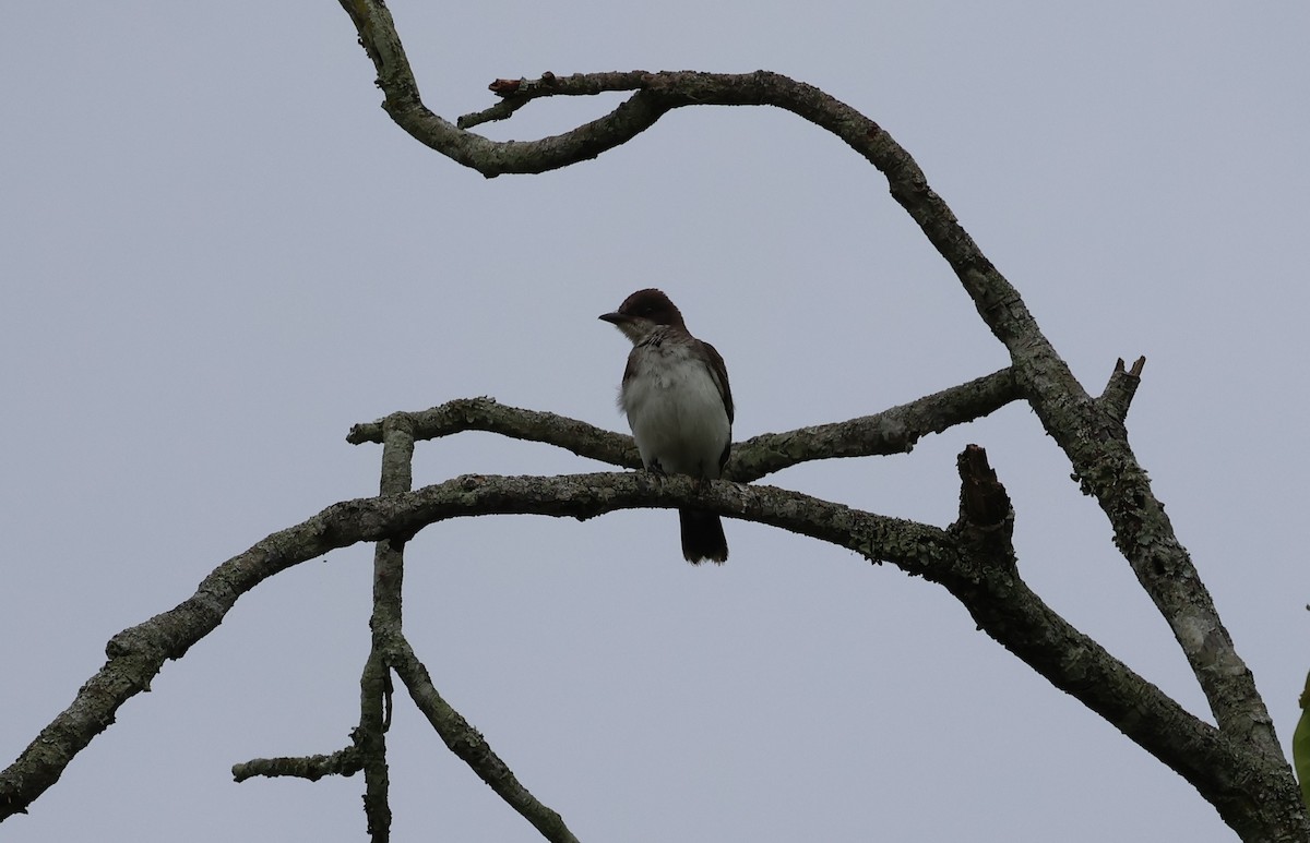 Eastern Kingbird - ML647289851