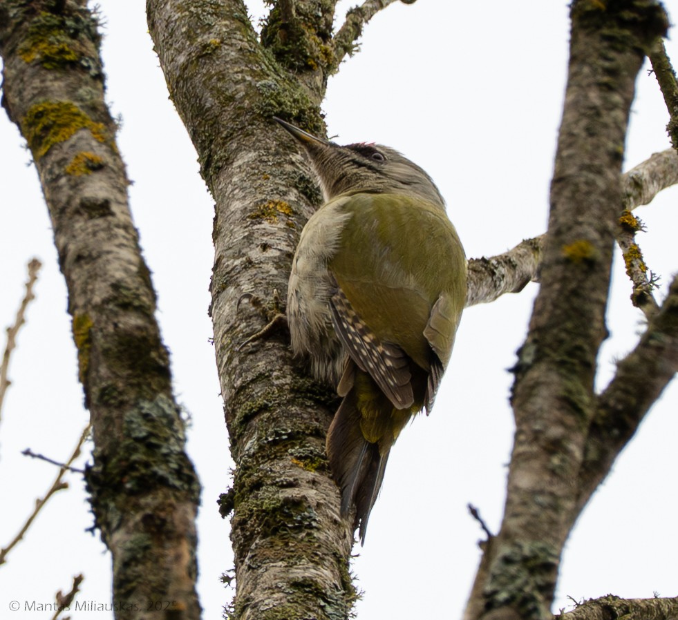 Pic cendré - ML647289856