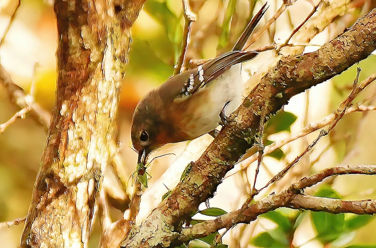 Monarque de Kauai - ML647289861
