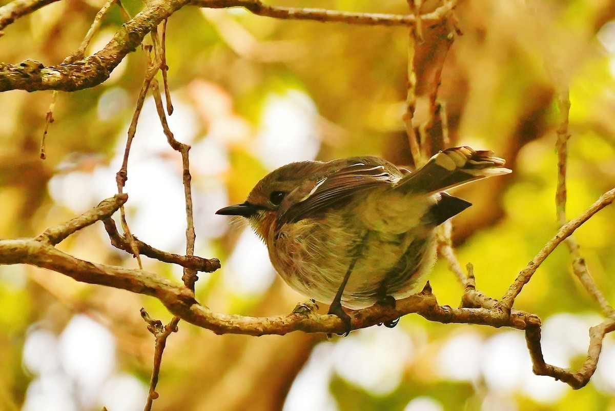 Monarque de Kauai - ML647289862