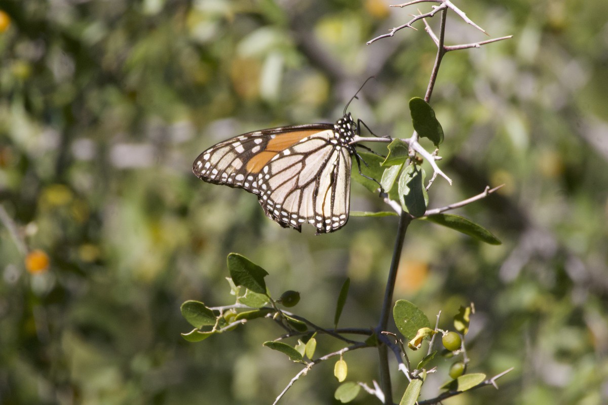 帝王斑蝶 - ML647289867