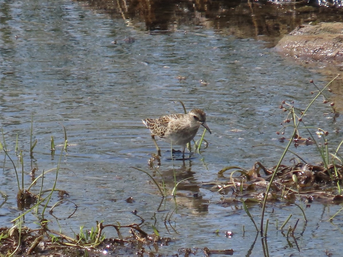חופית זעירה - ML647289868