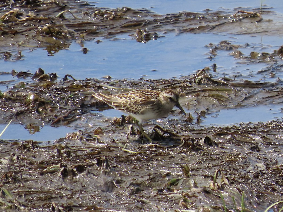 חופית זעירה - ML647289869