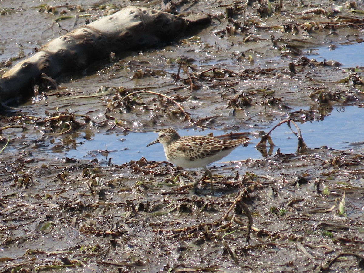 חופית זעירה - ML647289870