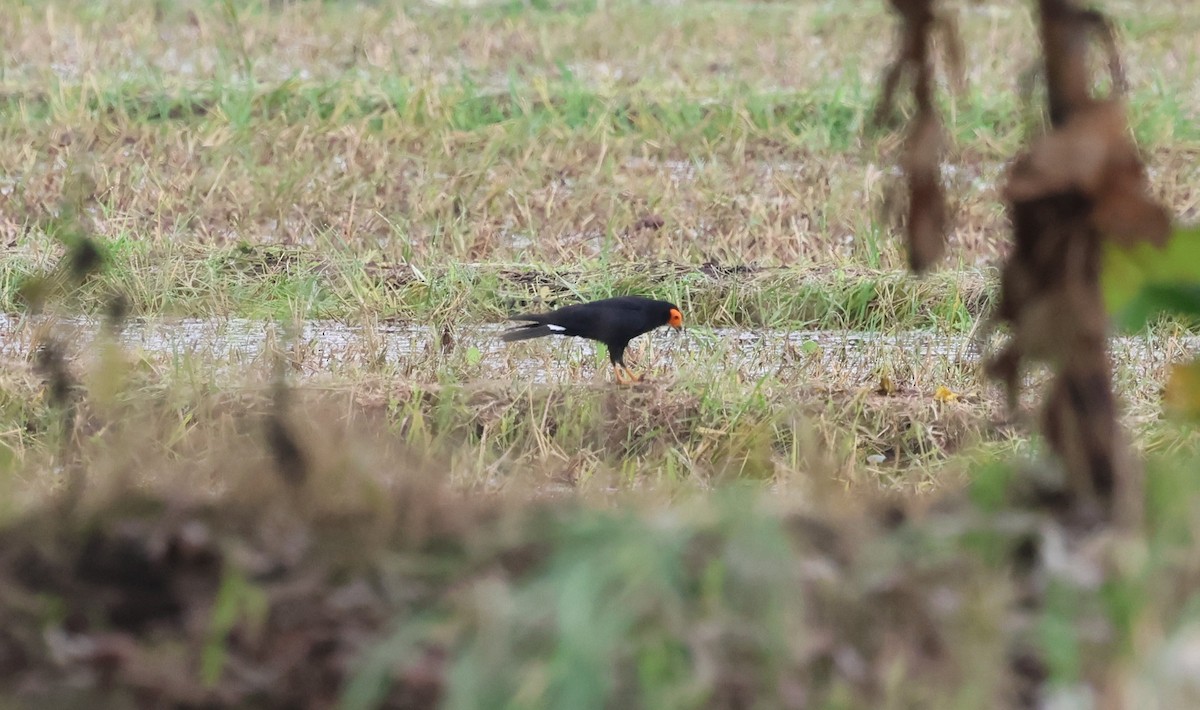 Siyah Karakara - ML647289873