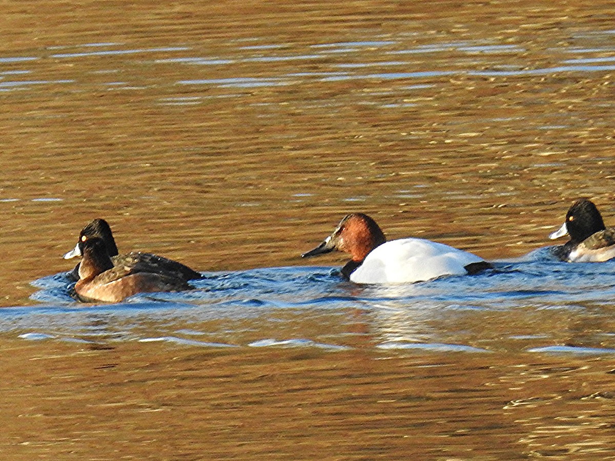 Canvasback - ML647289878