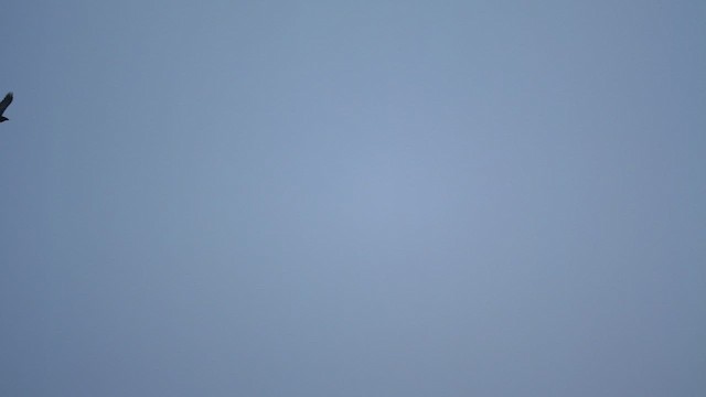 krkavec velký - ML647289884