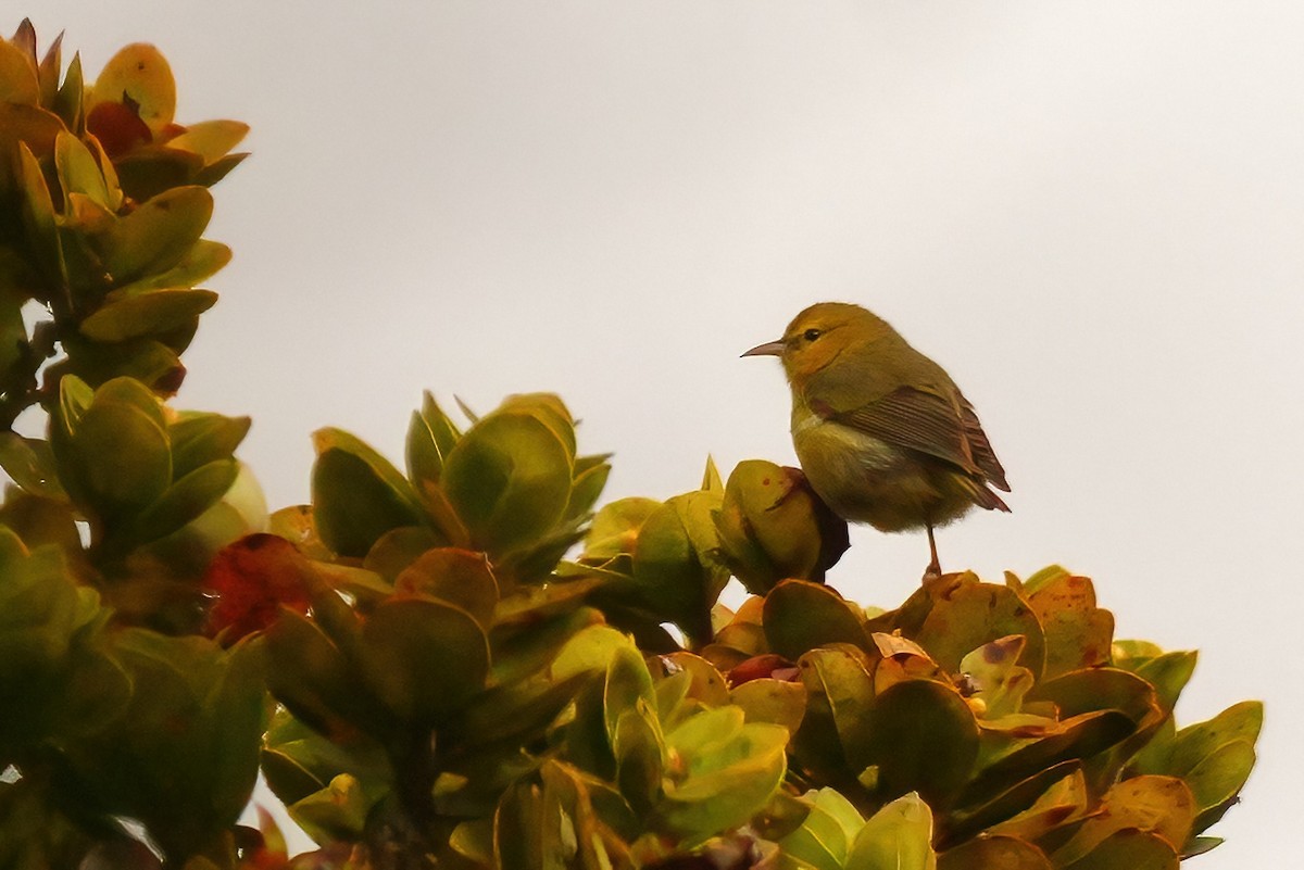 Anianiau de Kauai - ML647289893