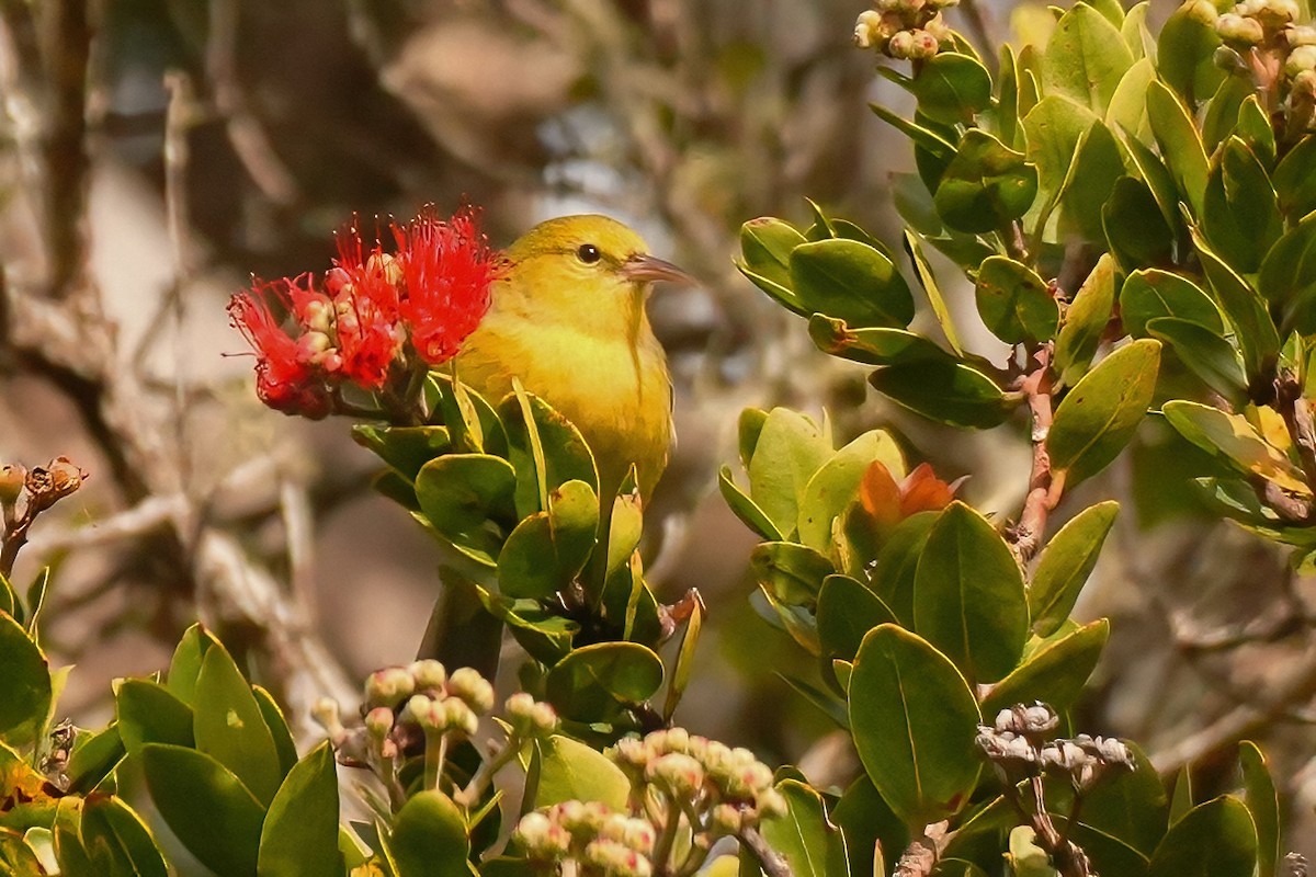 Anianiau de Kauai - ML647289894