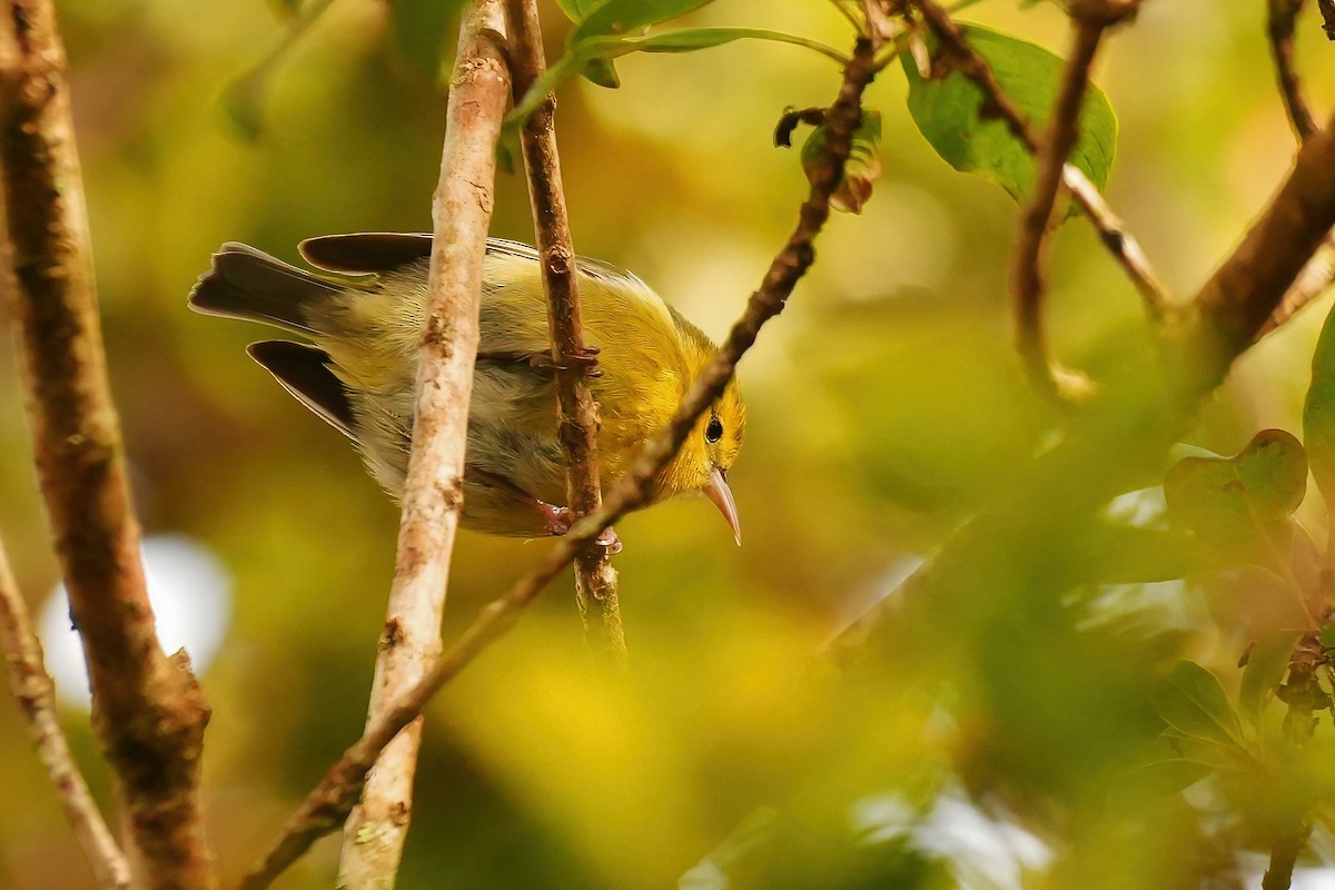 Anianiau de Kauai - ML647289895