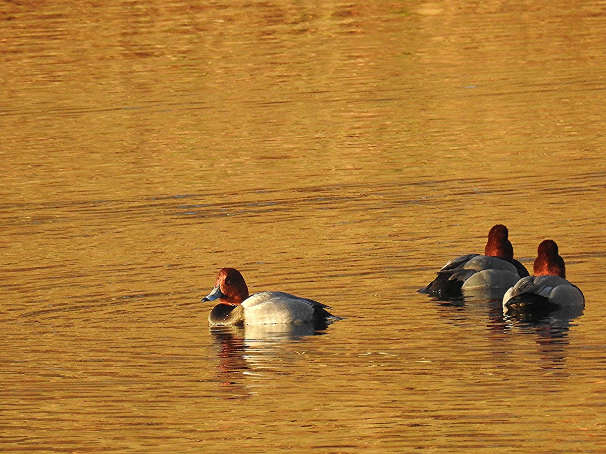 Redhead - ML647289896