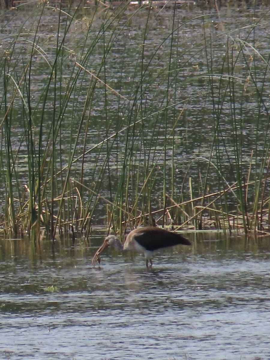 White Ibis - ML647289900