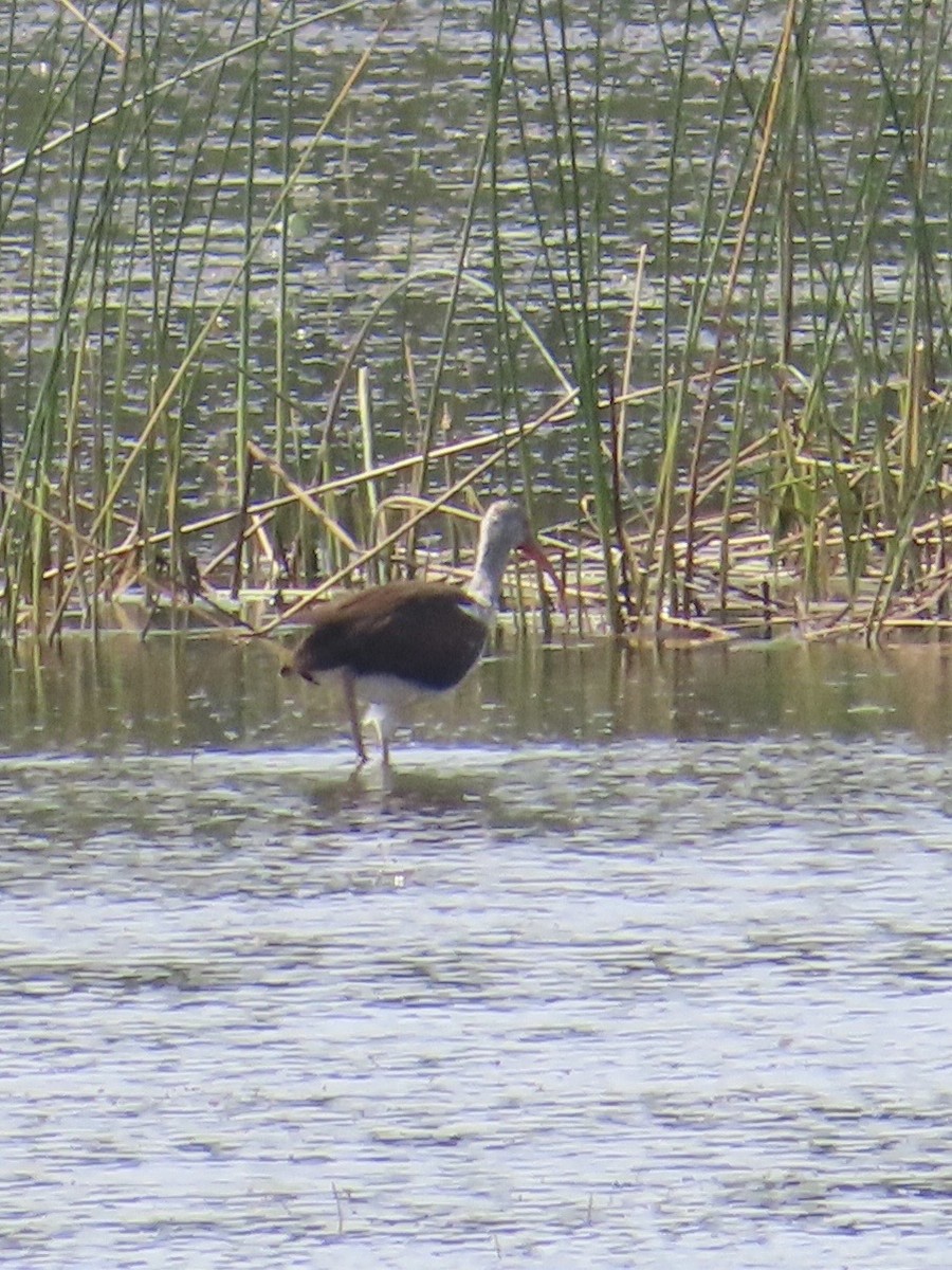 White Ibis - ML647289901