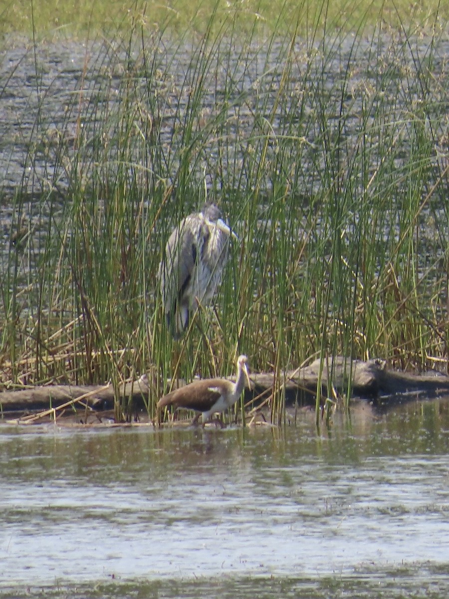 White Ibis - ML647289902