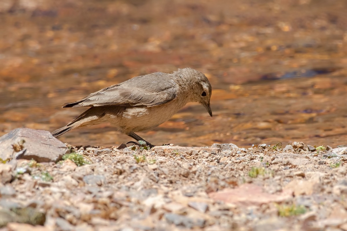 Rotschwanz-Erdhacker - ML647289903