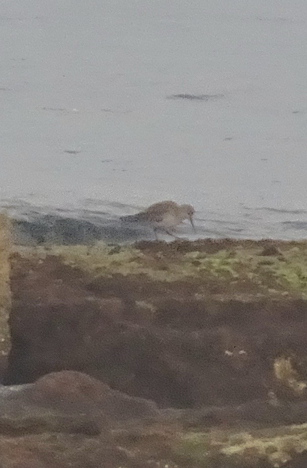 Marsh Sandpiper - ML647289907