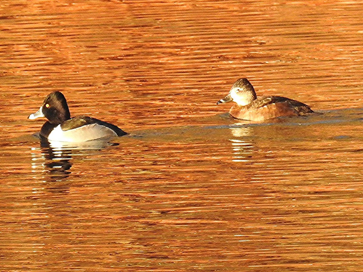 Ring-necked Duck - ML647289919