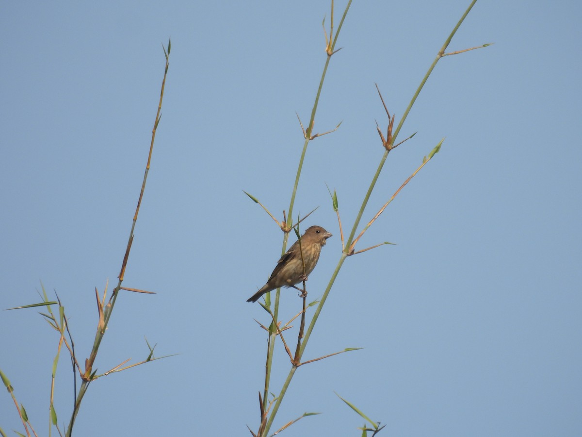 hýl rudý - ML647289925