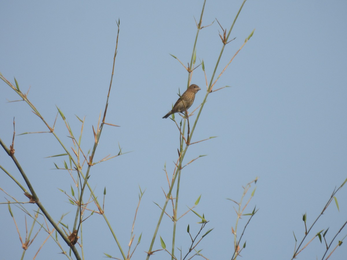 hýl rudý - ML647289926